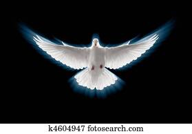 flying dove flying dove