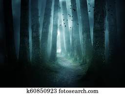 Pathway Through A Dark Forest Pathway Through A Dark Forest
