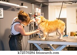 pet hairdresser woman cutting fur of cute yellow dog pet hairdresser woman cutting fur of cute yellow dog