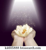 Purity water lily Purity water lily
