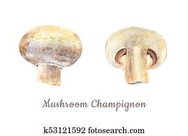Botanical watercolor illustration of whole and cut mushroom champignon on white background Botanical watercolor illustration of whole and cut mushroom champignon on white background