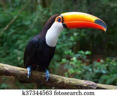 Colorful tucan