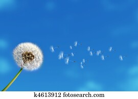 dandelion dandelion