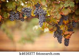Lush, Ripe Wine Grapes on the Vine Lush, Ripe Wine Grapes on the Vine