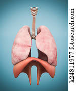 model of the lungs model of the lungs