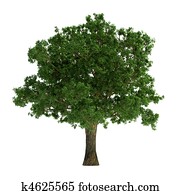 Tree isolated on white Tree isolated on white