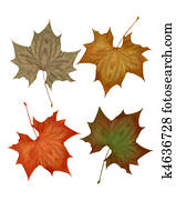 Autumn fall leaves isolated Autumn fall leaves isolated