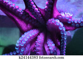 Big octopus Big octopus