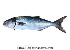 Bluefish fish Pomatomus Saltatrix isolated