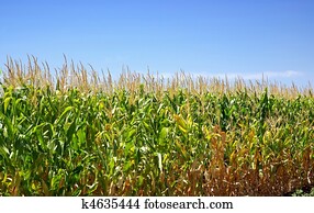 cornfield, em, portugal.