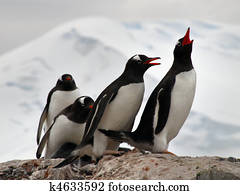 Four Gentoo Penguins