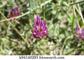 Illyric Montpellier Milk Vetch