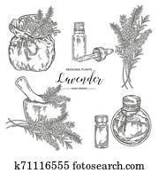 Lavender plant set. Flowers and leaves of lavender with rustic bag, mortar and glass bottle of oil. Medical herbs hand drawn. Vector botanical illustration. Engraving style Lavender plant set. Flowers and leaves of lavender with rustic bag, mortar and glass bottle of oil. Medical herbs hand drawn. Vector botanical illustration. Engraving style