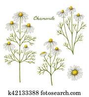 Watercolor vector illustration of chamomile. Watercolor vector illustration of chamomile.