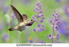 Annas Hummingbird in flight with purple lavender flowers Annas Hummingbird in flight with purple lavender flowers