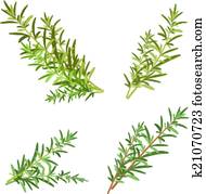 bunch fresh rosemary herb isolated set bunch fresh rosemary herb isolated set