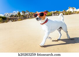 dog running at beach