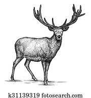 engrave deer illustration engrave deer illustration