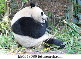 jättelik panda, in, a, singapore, zoo