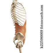 the transversus abdomini the transversus abdomini