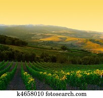 כרם, עם, בשל, סגול, ענבים, ב, עלית שמש, ב, tuscany,, איטליה