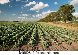 agricultura, paisagem