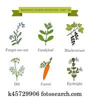 Vintage collection of hand drawn medical herbs and plants, forget-me-not, candyleaf, blackcurrant, dill, carrot, eyebright Vintage collection of hand drawn medical herbs and plants, forget-me-not, candyleaf, blackcurrant, dill, carrot, eyebright