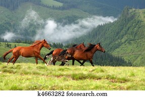 Wild horses Wild horses