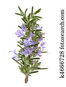 רוזמרין, עשב, פרחים