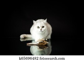 British Shorthair Cat Black Golden Tabby Lying Aggressive Stock