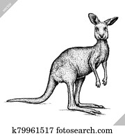 Kangaroo Vectors | Our Top 1000+ Kangaroo Clip Art | Fotosearch