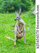 kangaroo kangaroo