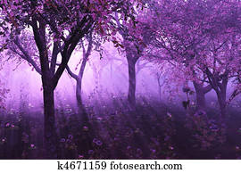 Lavender Forest Lavender Forest