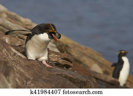 Macaroni Penguin (Eudyptes chrysolophus)