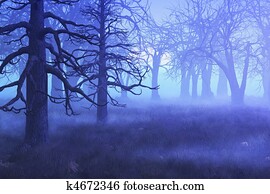 Misty Morning Forest Misty Morning Forest