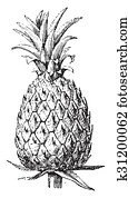 Pineapple, vintage engraving. Pineapple, vintage engraving.