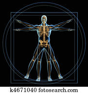 Vitruvian man Vitruvian man