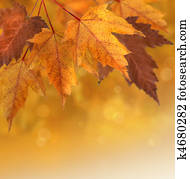 Autumn leaves with shallow focus background Autumn leaves with shallow focus background