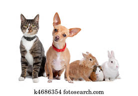 Group of pets Group of pets