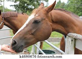 Horse Horse