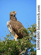 Martial Eagle - Polemaetus bellicosus