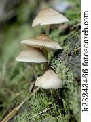 Mushrooms growing on a log