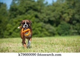 Playing boxer dog Playing boxer dog
