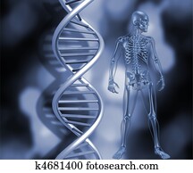 Skeleton with DNA strands Skeleton with DNA strands