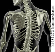 Torso Skeleton with Internal Organs - Front and Back Stock Photo