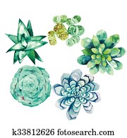 Watercolor succulent collection Watercolor succulent collection
