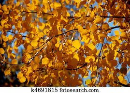 Aspen trees in yellow fall color in Wyoming Stock Photo | u19077157