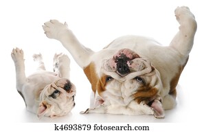 itchy dogs itchy dogs