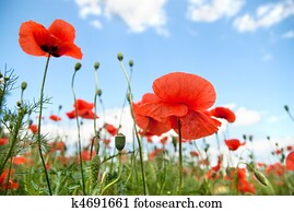 poppy against blue sky