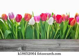 spring tulips flowers